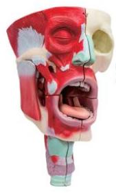 鼻、口、咽喉腔分解模型